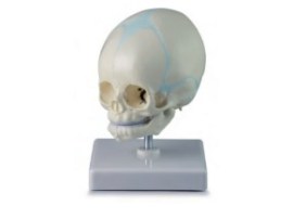 Cranio De Feto - Cr25